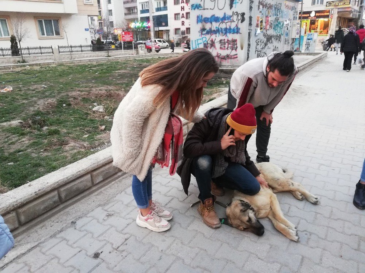 Öğrenciler Tüfekle Vurulan Sokak Köpeğine Sahip Çıktı
