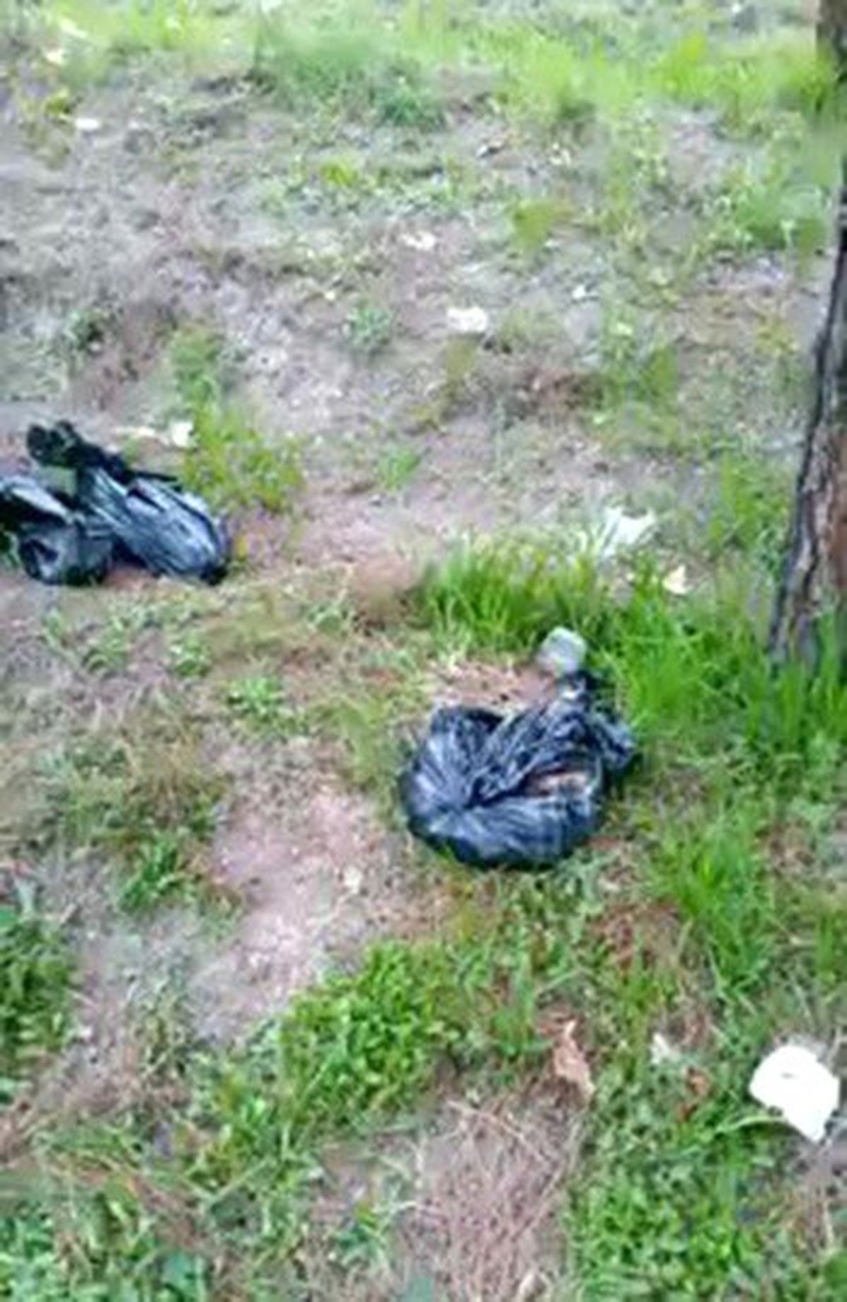 Ölü Kedileri Poşete Koyup Ormana Attılar