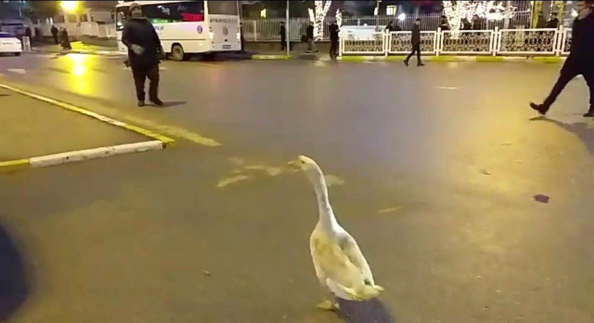 Sahibinin Elinden Kaçan Kaz, Trafiği Birbirine Kattı