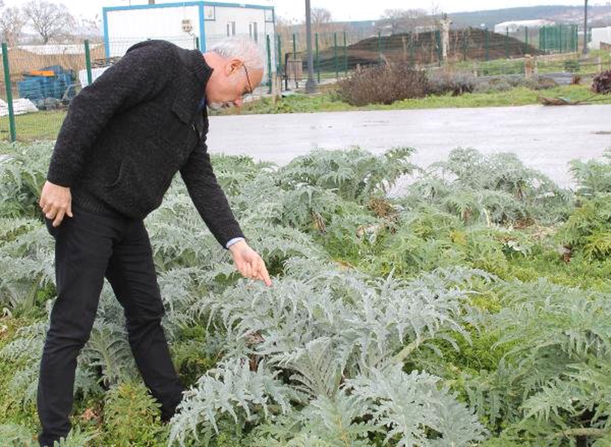 Unutulan Yerli Tohumları Yeniden Üretiyorlar