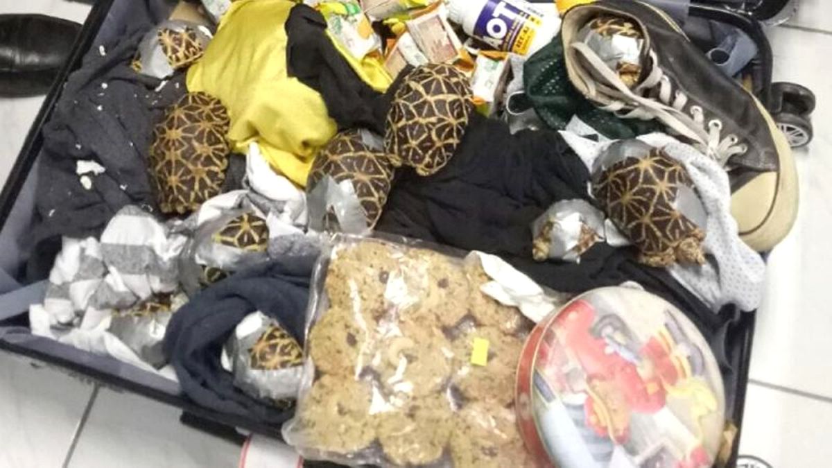 Video | Dört Bavul İçinde Bin 500 Egzotik Kaplumbağa Bulundu