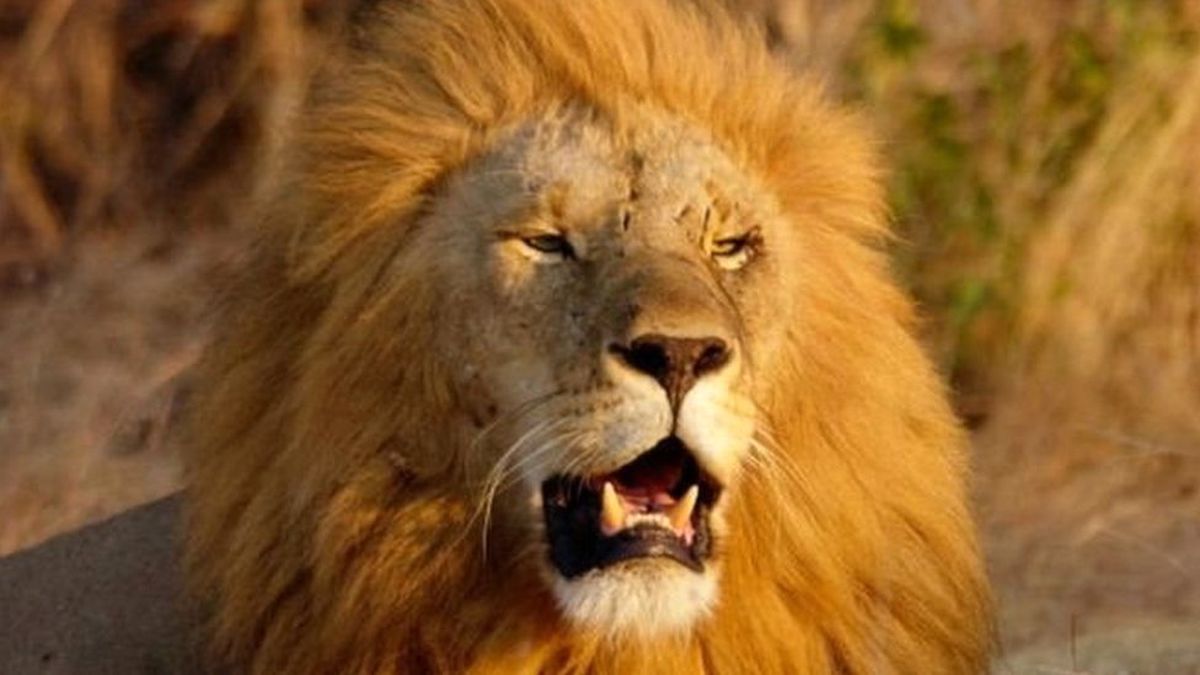 Çekya\'da Bir Kişi Bahçesinde Beslediği Aslan Tarafından Öldürüldü
