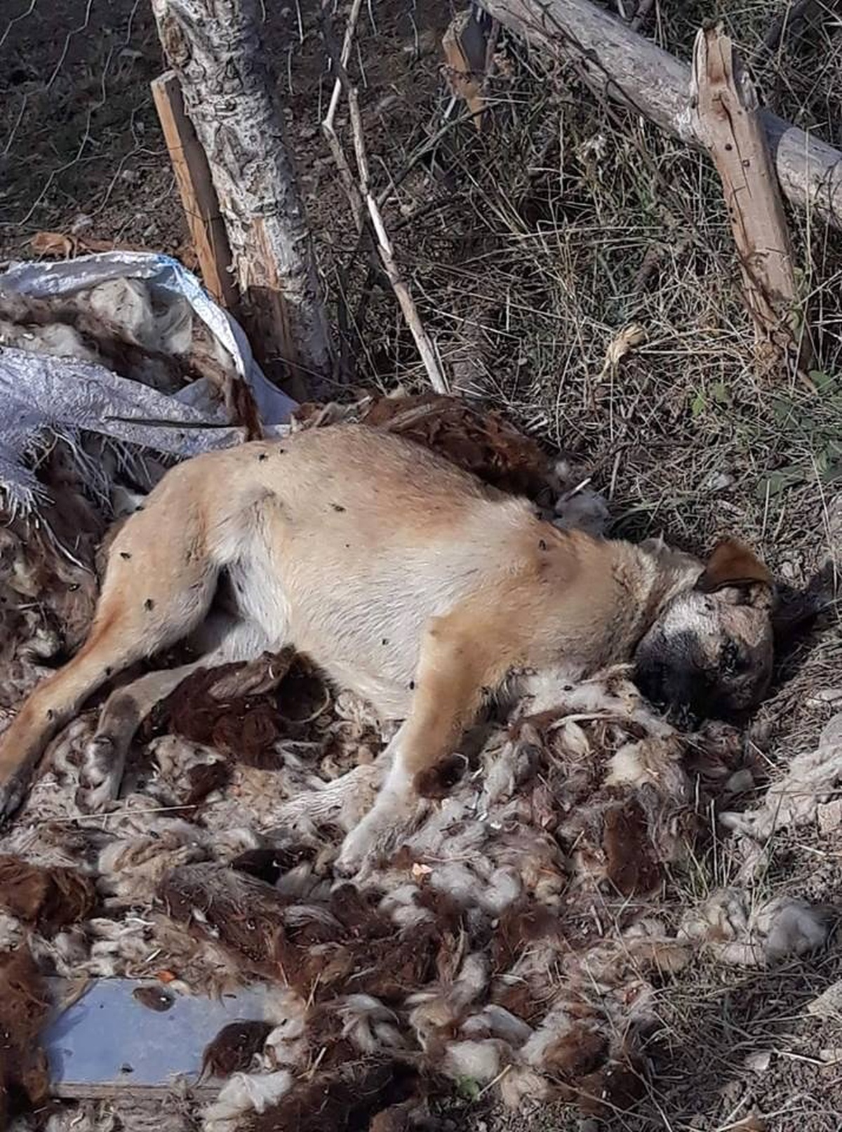 Çitli Köyü Karantinaya Alındı