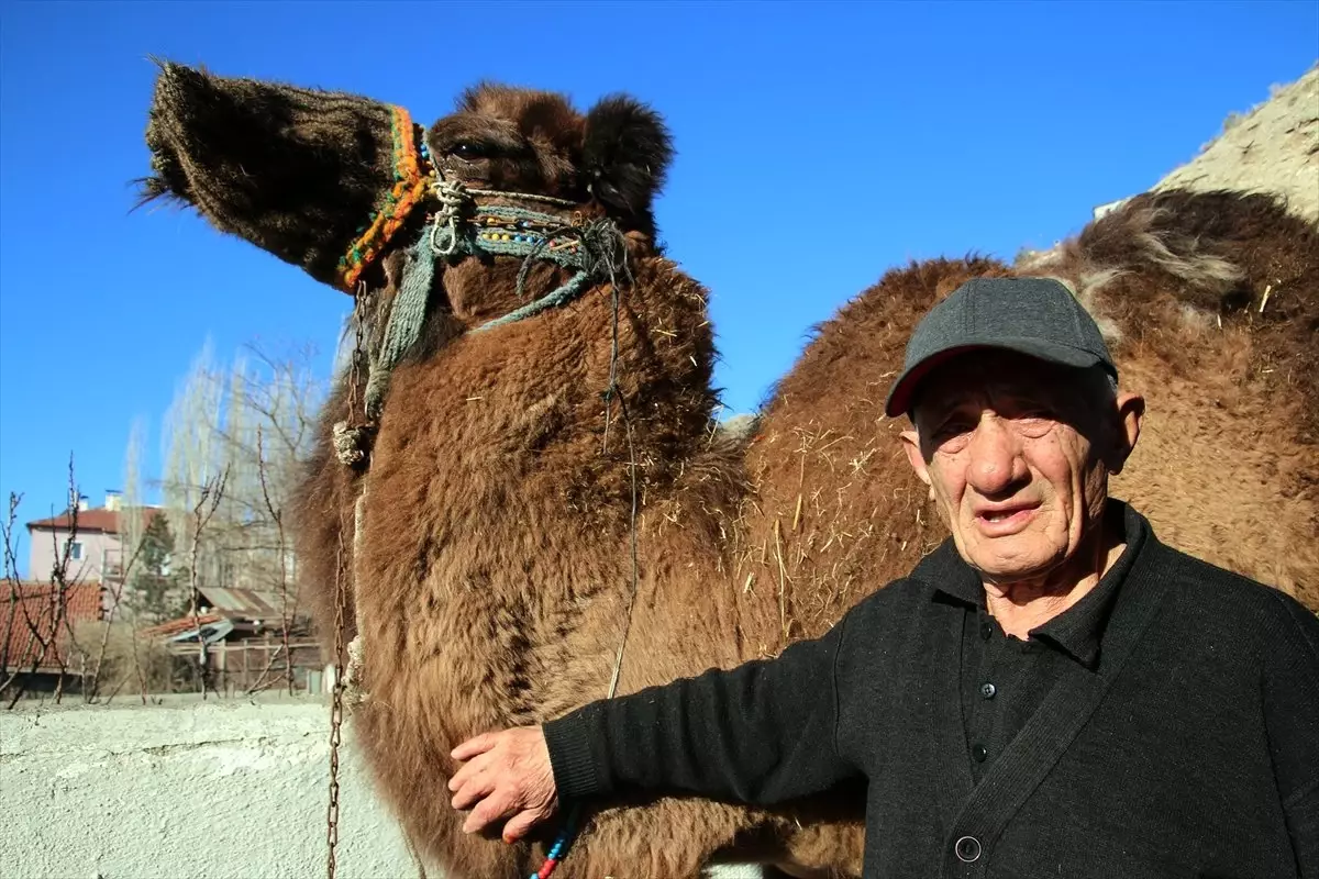 Hayali Gerçek Oldu, Adadığı Deveyi 50 Yıl Sonra Kesti