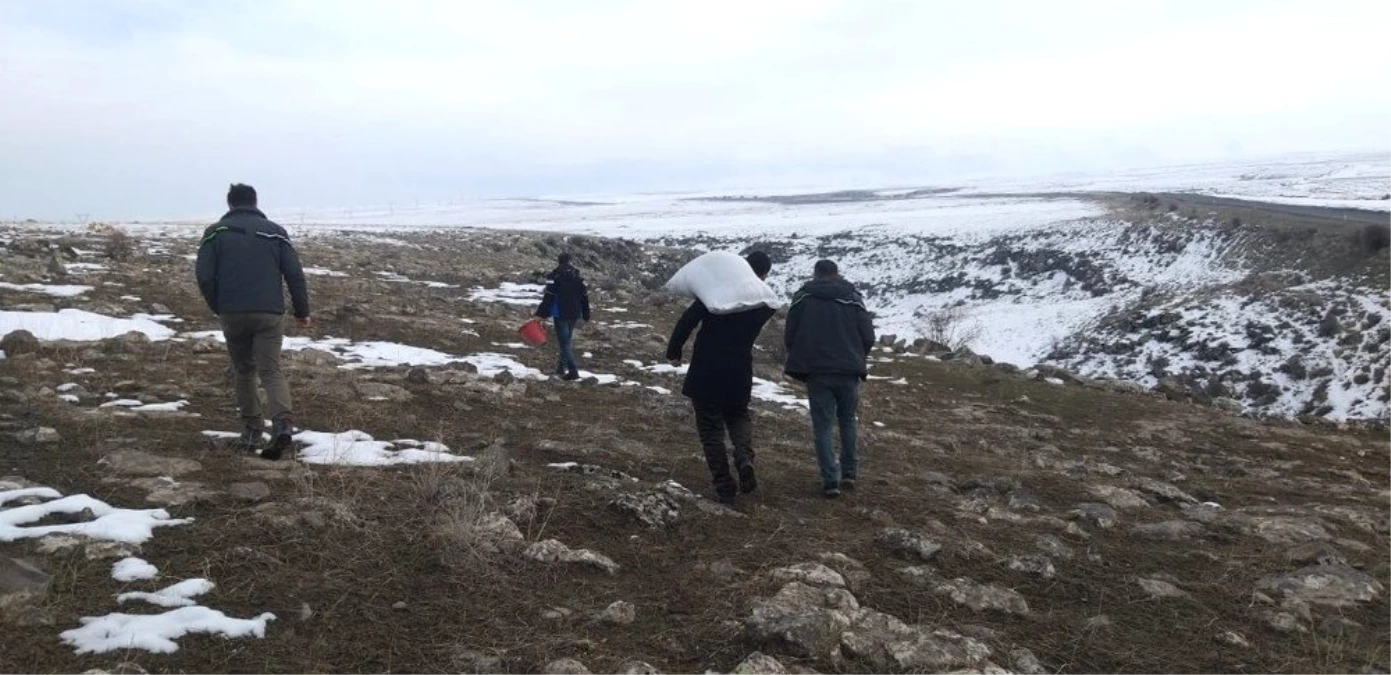 Kars\'ta Yaban Hayvanlara Yem Bırakılıyor