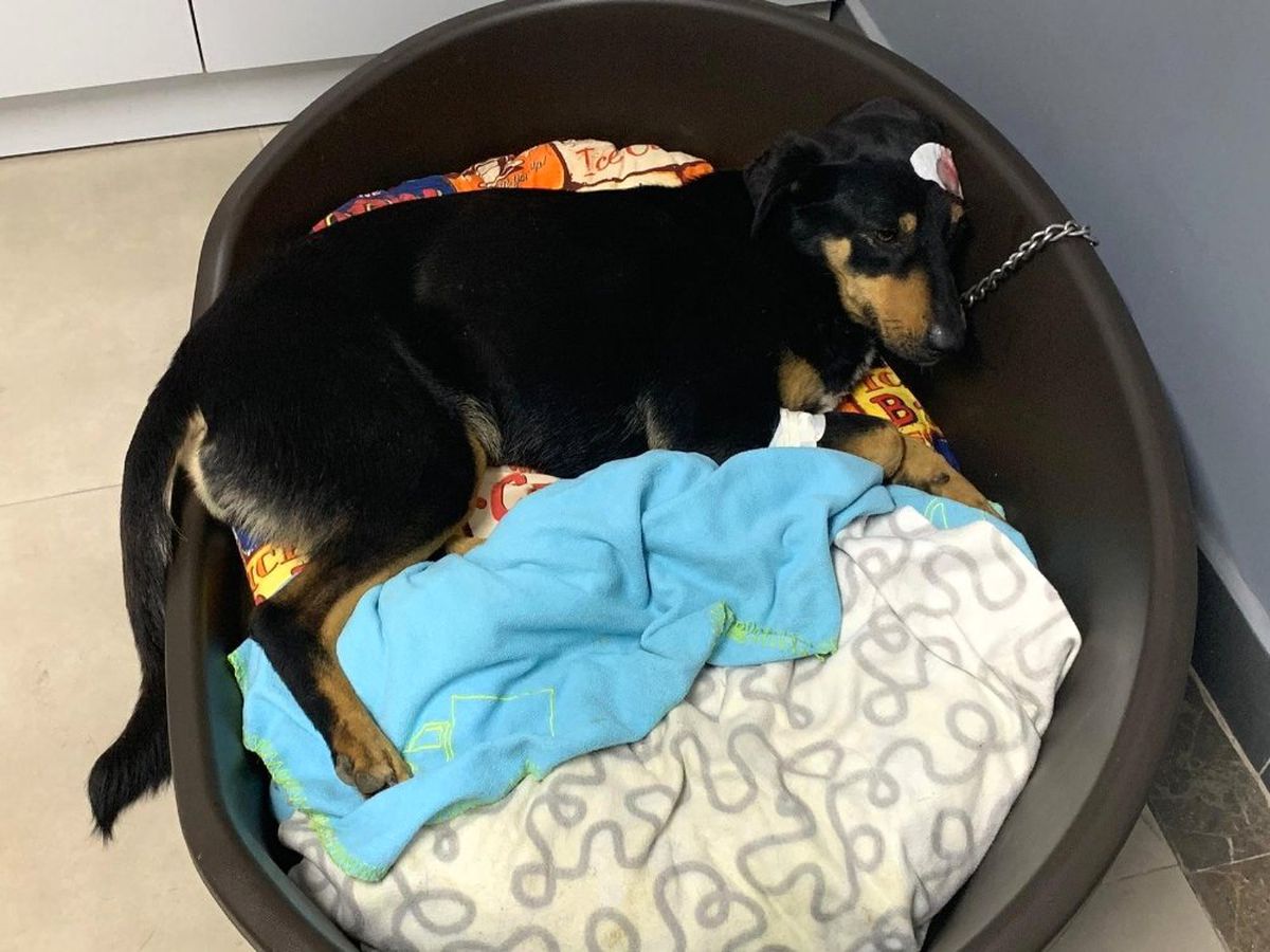Sesinden Rahatsız Olduğu Köpeği Başından Vurdu