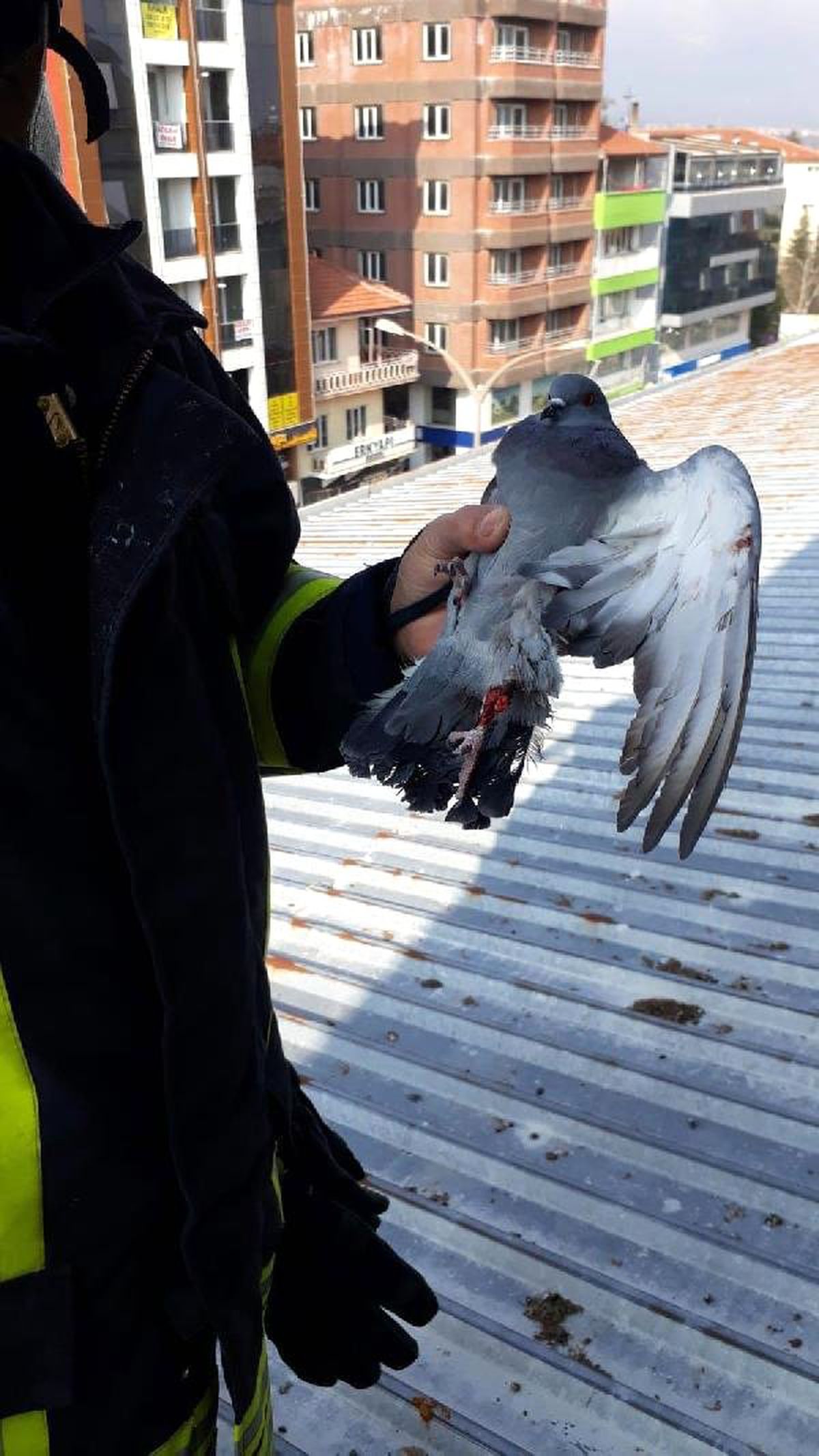Yaralı Güvercini Kurtaran İtfaiye, Yarasını da Sardı