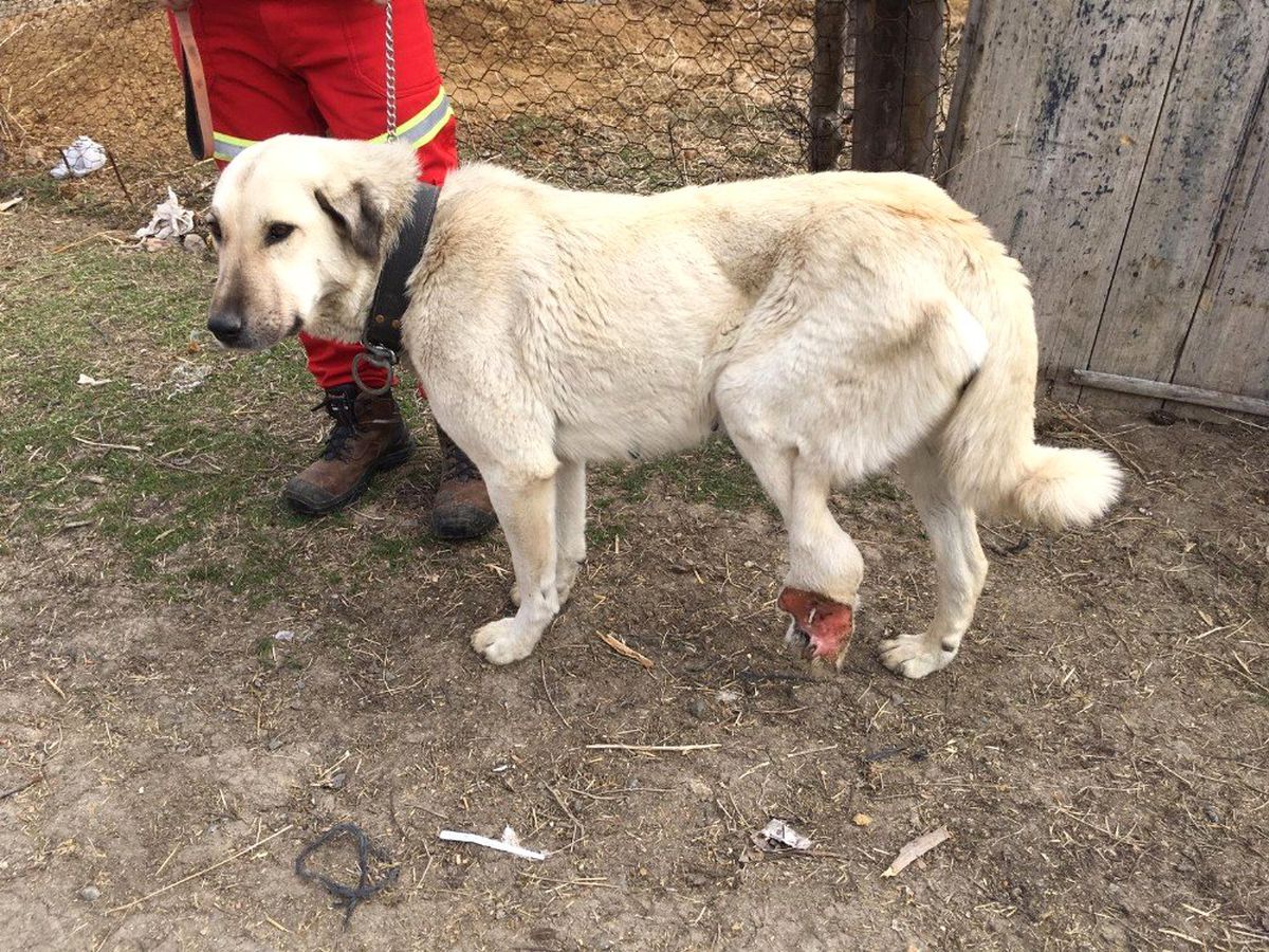 Yaralı Köpek İçin 2 Bin 200 Kilometre