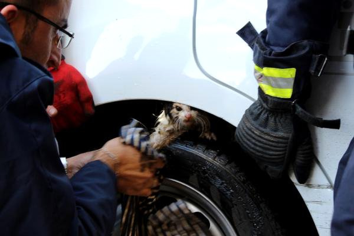 Yavru Kedi, Girdiği Kamyonetten Tazyikli Suyla Çıkarıldı