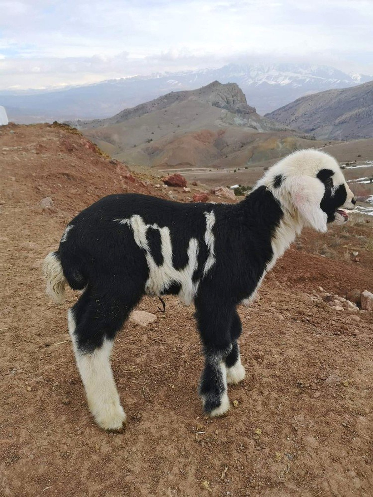 Allah" Lafzı Yazılı Kuzu Erzincan\'da İlgi Odağı Oldu