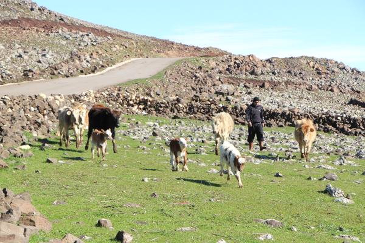 Cezaevinden Çıktı, Destek Alıp Hayvancılık Yapmaya Başladı