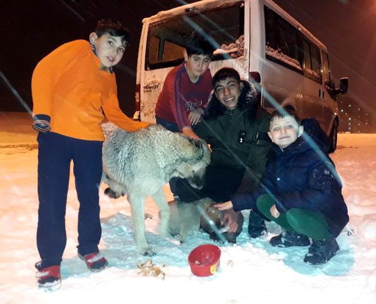 Donma Tehlikesi Geçiren Köpek ve 2 Yavrusu İçin Seferber Oldular
