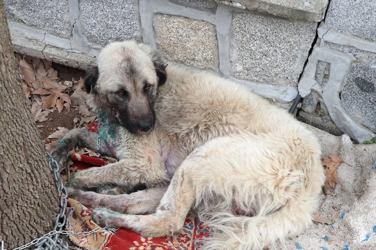 Köpeğini Otomobilin Arkasına Bağlayarak Sürükleyen Şahıs Gözaltına Alındı