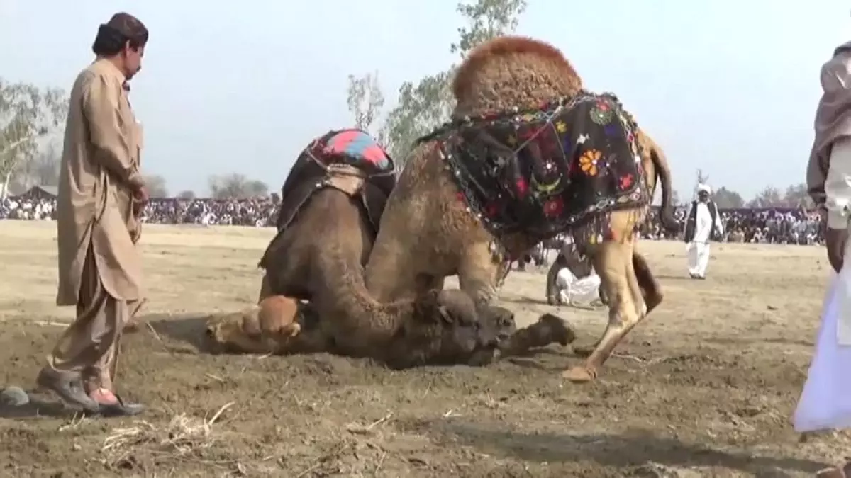 Pakistan: Resmi Olarak Yasak Olmasına Rağmen Binlerce Kişi Deve Güreşi Festivaline Akın Etti