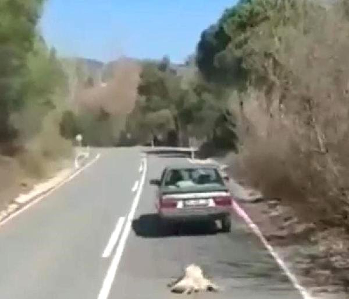 Sahibinin Otomobille Sürüklediği \'Paşa\', Artık Sıcak Yuvasında
