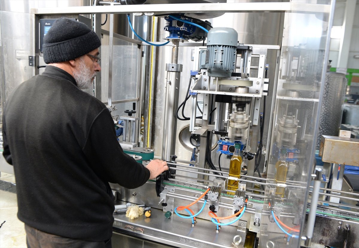 Zeytin Üreticisinin Yüzü Gülüyor