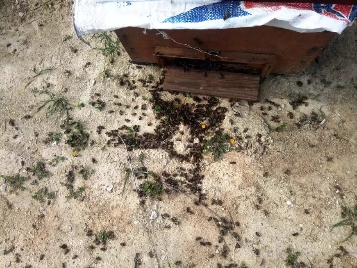 Aydın\'da Bilinçsiz Tarımsal İlaçlamanın Neden Olduğu Arı Ölümleri Devam Ediyor