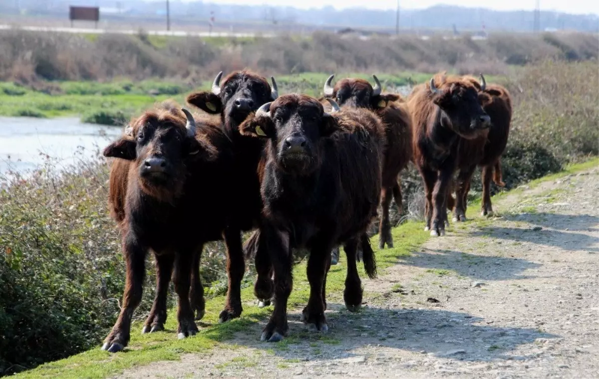 Kızılırmak Deltası\'nda Manda Hazırlığı