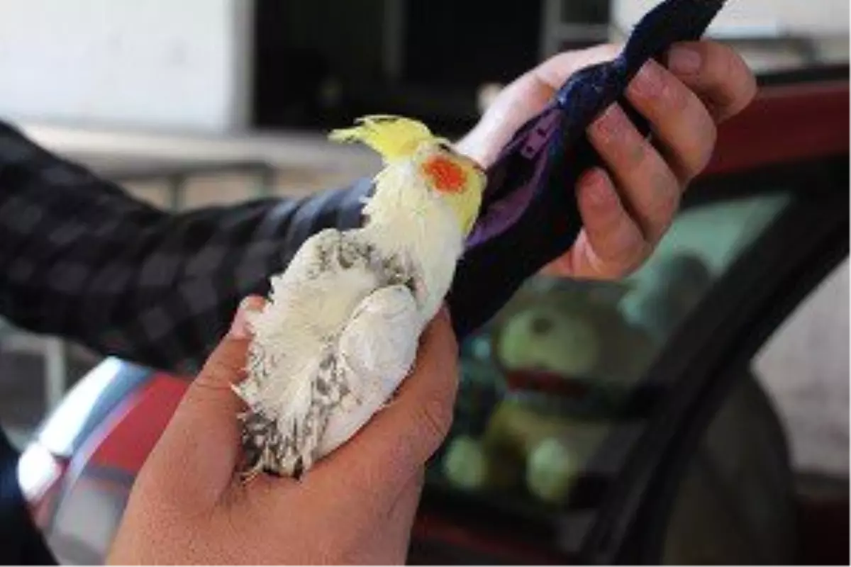 Papağanları İlaçla Bayıltıp Özel Keselere Koydular