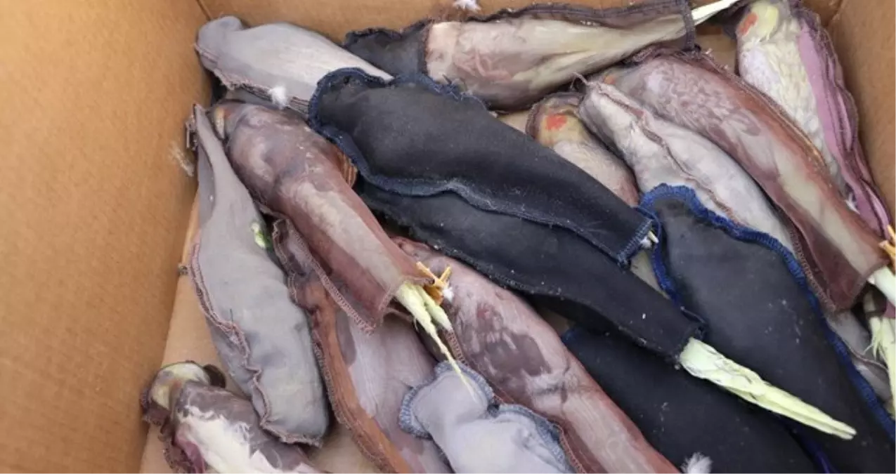 Sınırdan Kaçak Sokulmaya Çalışan Papağanları Gören Ekipler Gözlerine İnanamadı