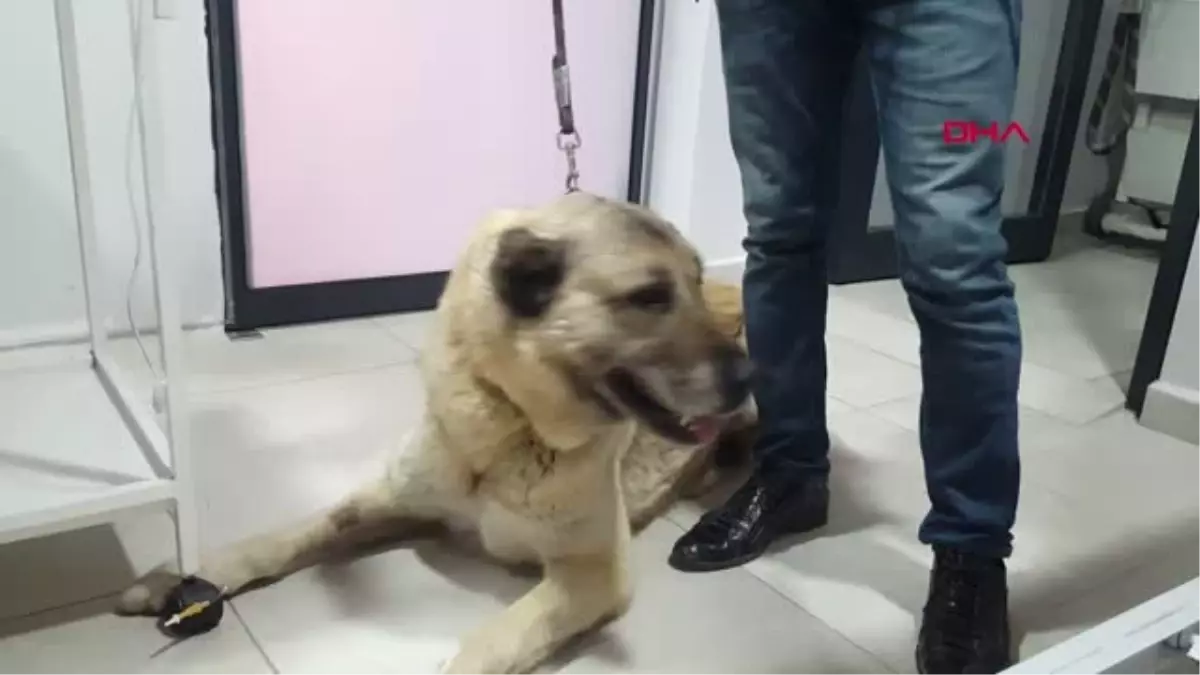 Tokat Kanser Olan Köpeği Sahiplenip, Tedavi Ettirdi