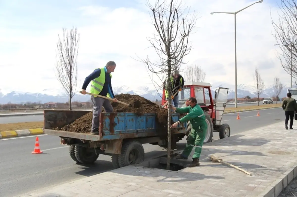 Ağaçlandırma Çalışmaları Başladı