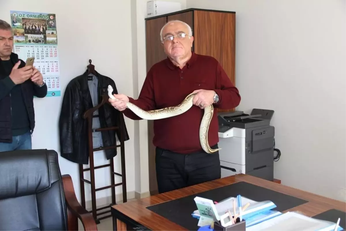 Ball Python Kayseri Hayvanat Bahçesine Teslim Edildi