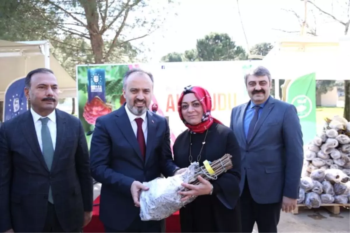 Büyükşehir’den üreticiye 31 bin ahududu fidanı