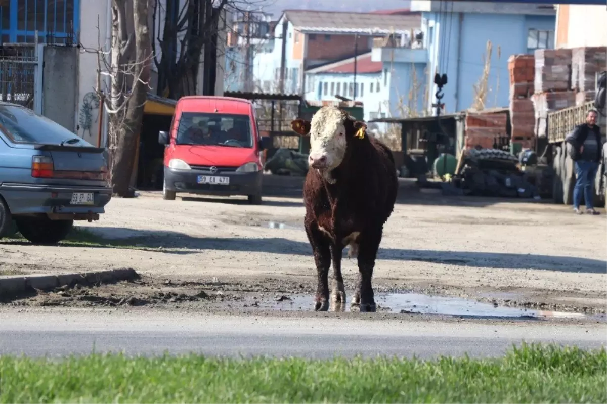 Dana Mezbahadan Kaçtı, Ortalık Karıştı