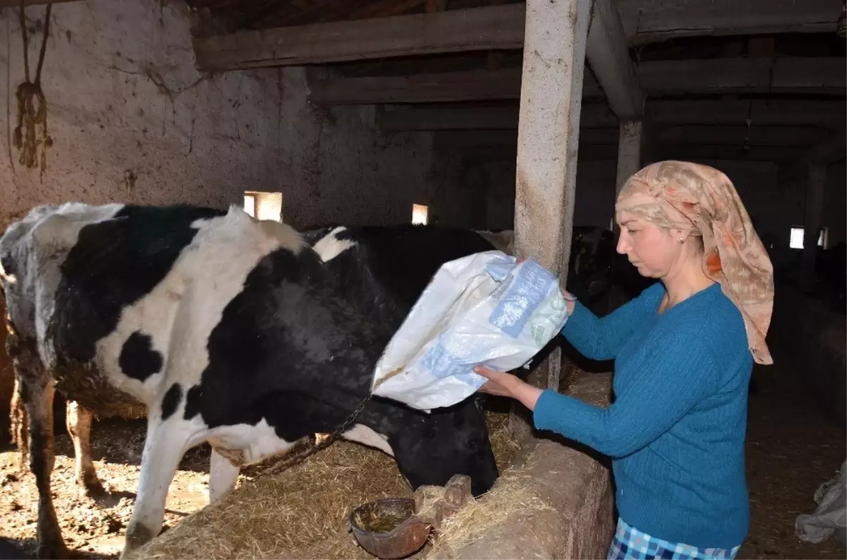 Kadınlar Günü\'nde Hayvanları Yemleyip Süt Sağdı