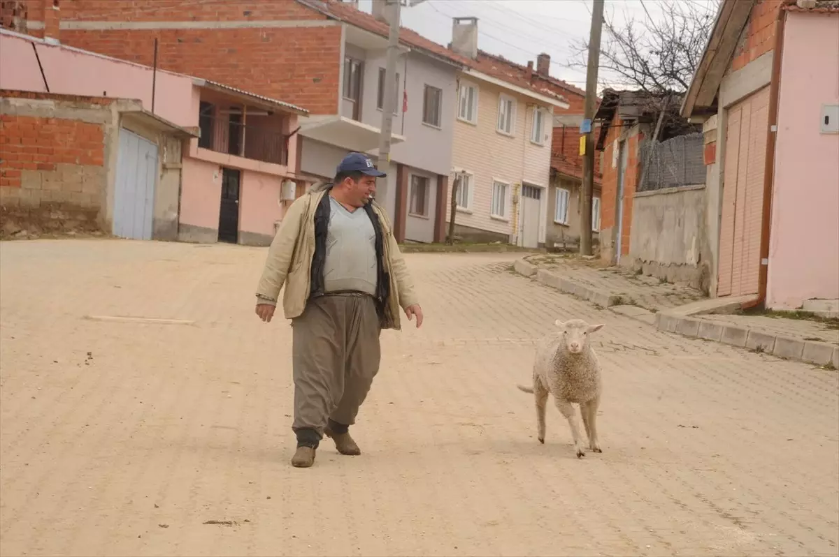 Kuzusu "Pamuk"U Yanından Ayırmıyor