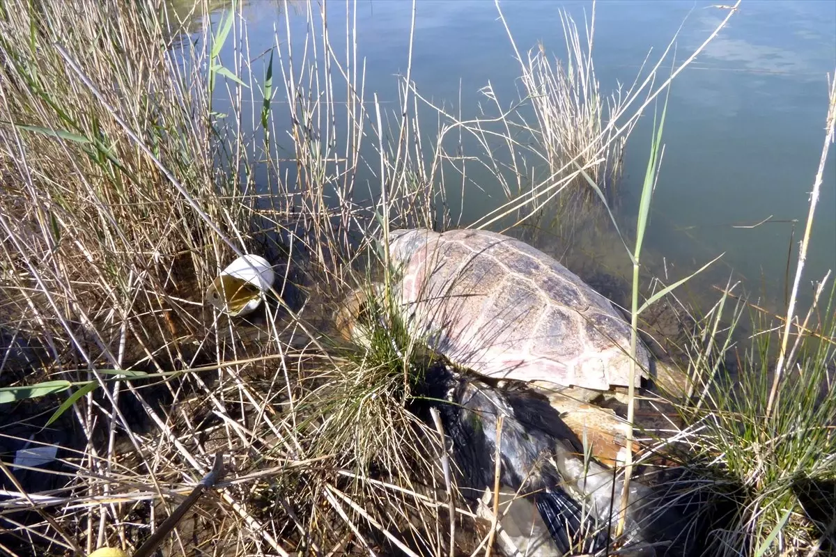 Muğla\'da 2 Caretta Caretta Ölü Bulundu