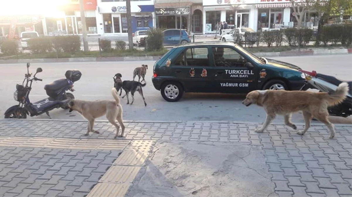 Mut\'ta Başıboş Köpekler Korku Saçıyor