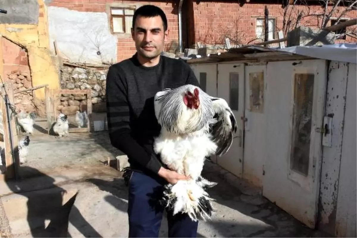 Süs Tavuğu Beslemeye Başladı, Kahve Alışkanlığından Kurtuldu