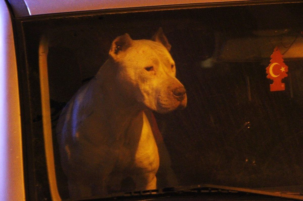 Araçta Unutulan Köpek 12 Saat Sonra Kurtarıldı