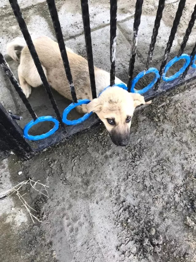 Kafası Demir Korkuluklara Sıkışan Sevimli Köpekleri İtfaiye Kurtardı