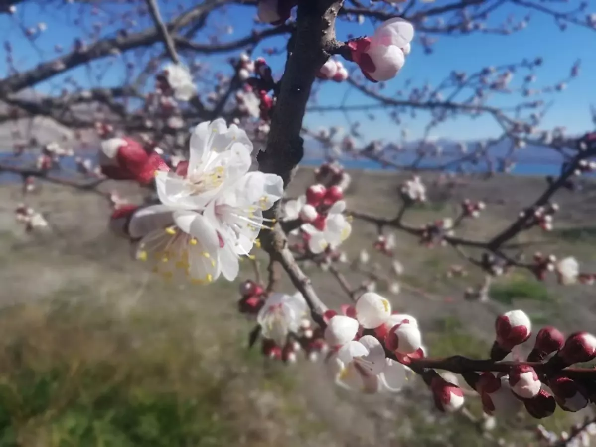 Kayısıda İlk Çiçeklenme Başladı