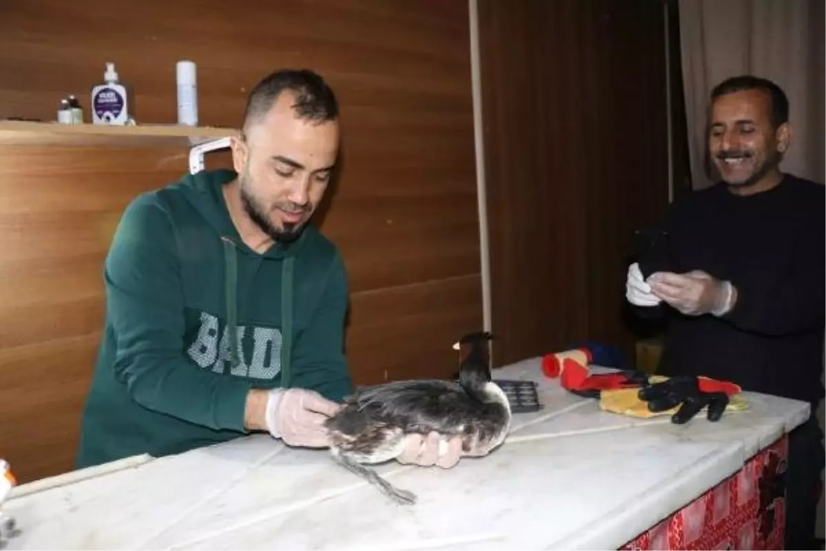 Yaralı Bahri Kuşu, Tedavisinin Ardından Doğaya Bırakıldı