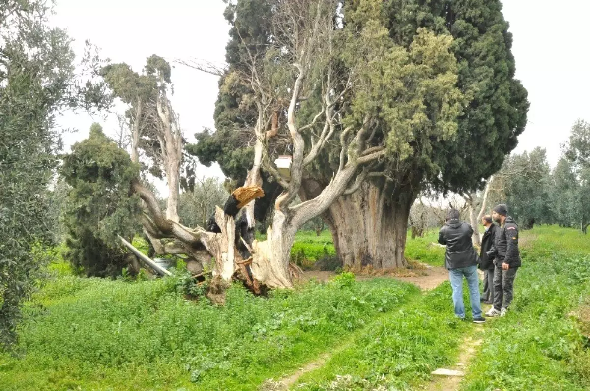 Arıları Kovmak İçin 700 Yıllık Ağaçları Yakıp, Kestiler