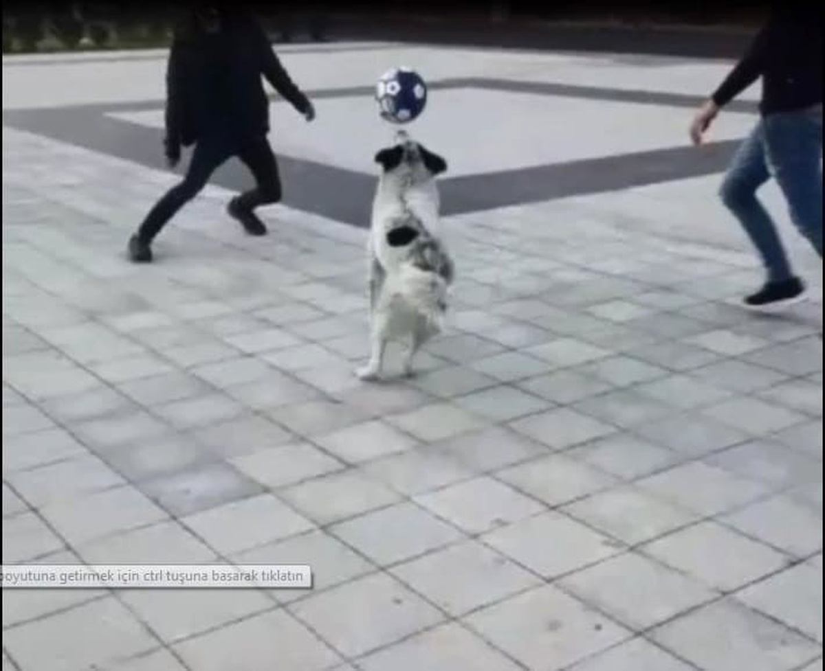 Futbolcu Köpeği Gören Telefona Sarıldı