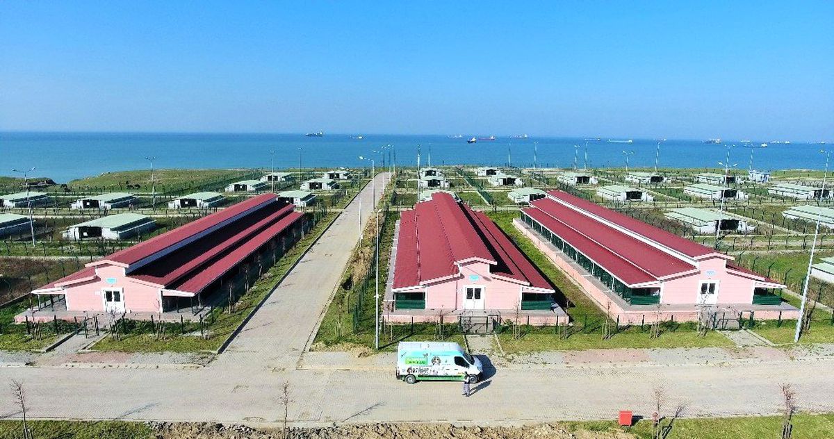 İbb Son 1 Yılda 139 Bin 910 Sahipsiz Hayvana Muayene ve Tedavi Hizmeti Verdi