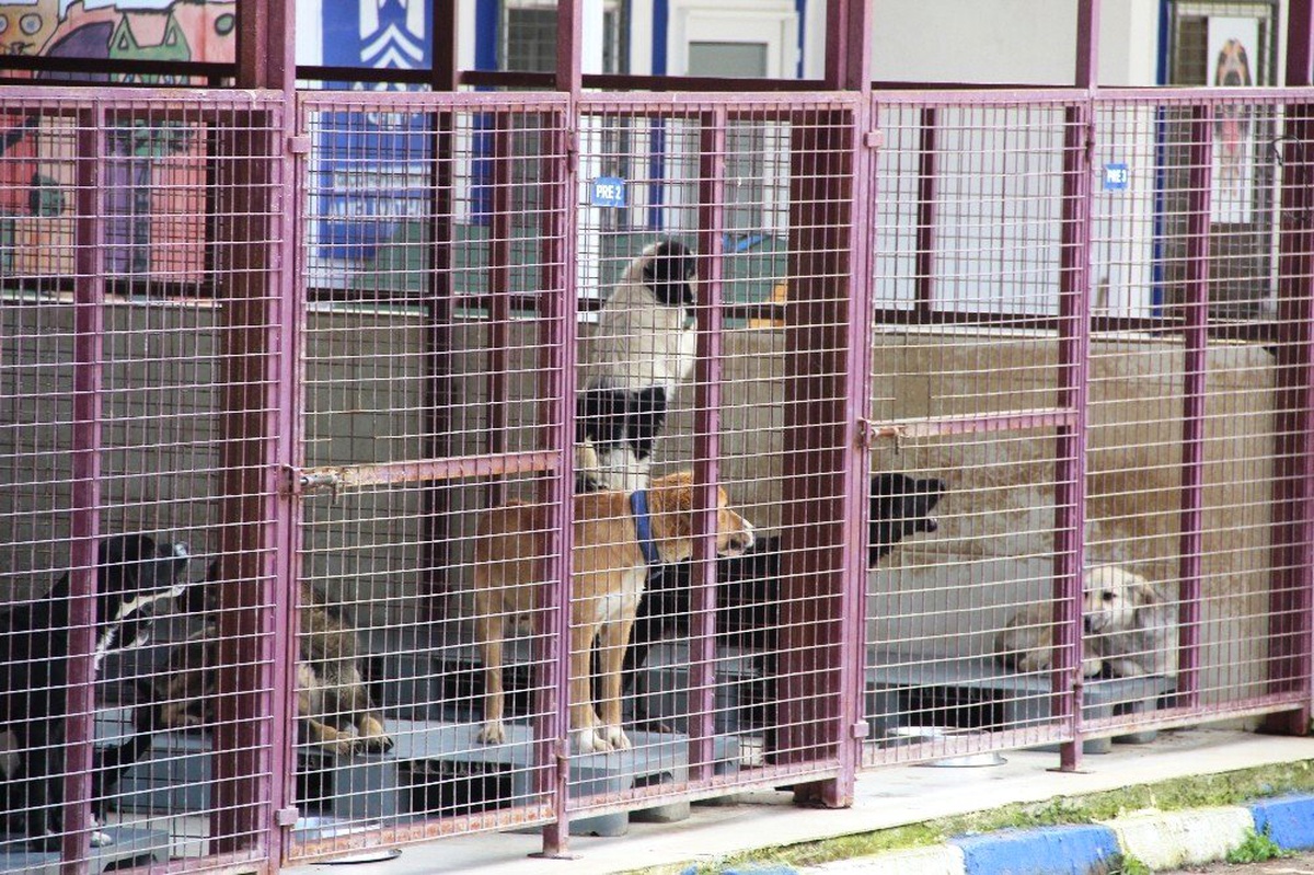 Alkollü Kadın Barınağı Basıp Tüm Köpekleri Serbest Bıraktı