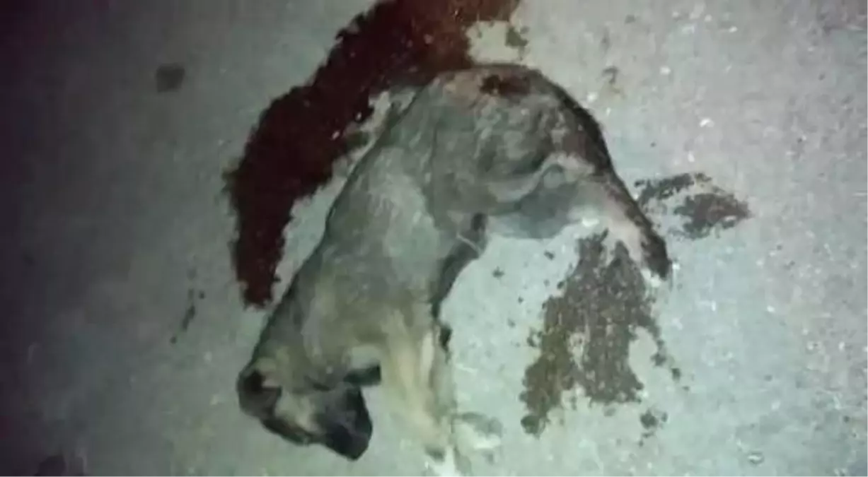 Aracın Çarptığı Yaralı Köpek Kurtarılamadı