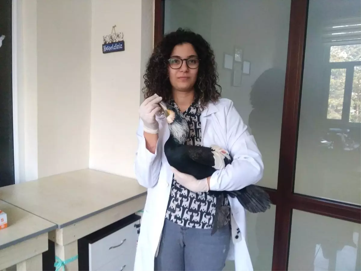 Daday\'da Yaralı Olarak Bulunan Karabatak, Tedavi Altına Alındı