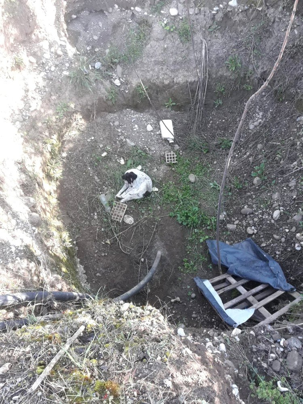Dalyan Barınağı Ekipleri Kuyuya Düşen Köpeği Kurtardı