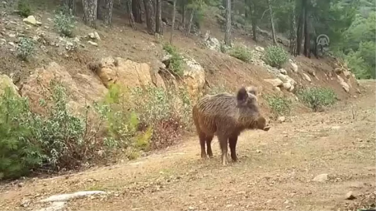 Doğal Hayat "Fotokapan"La Görüntülendi