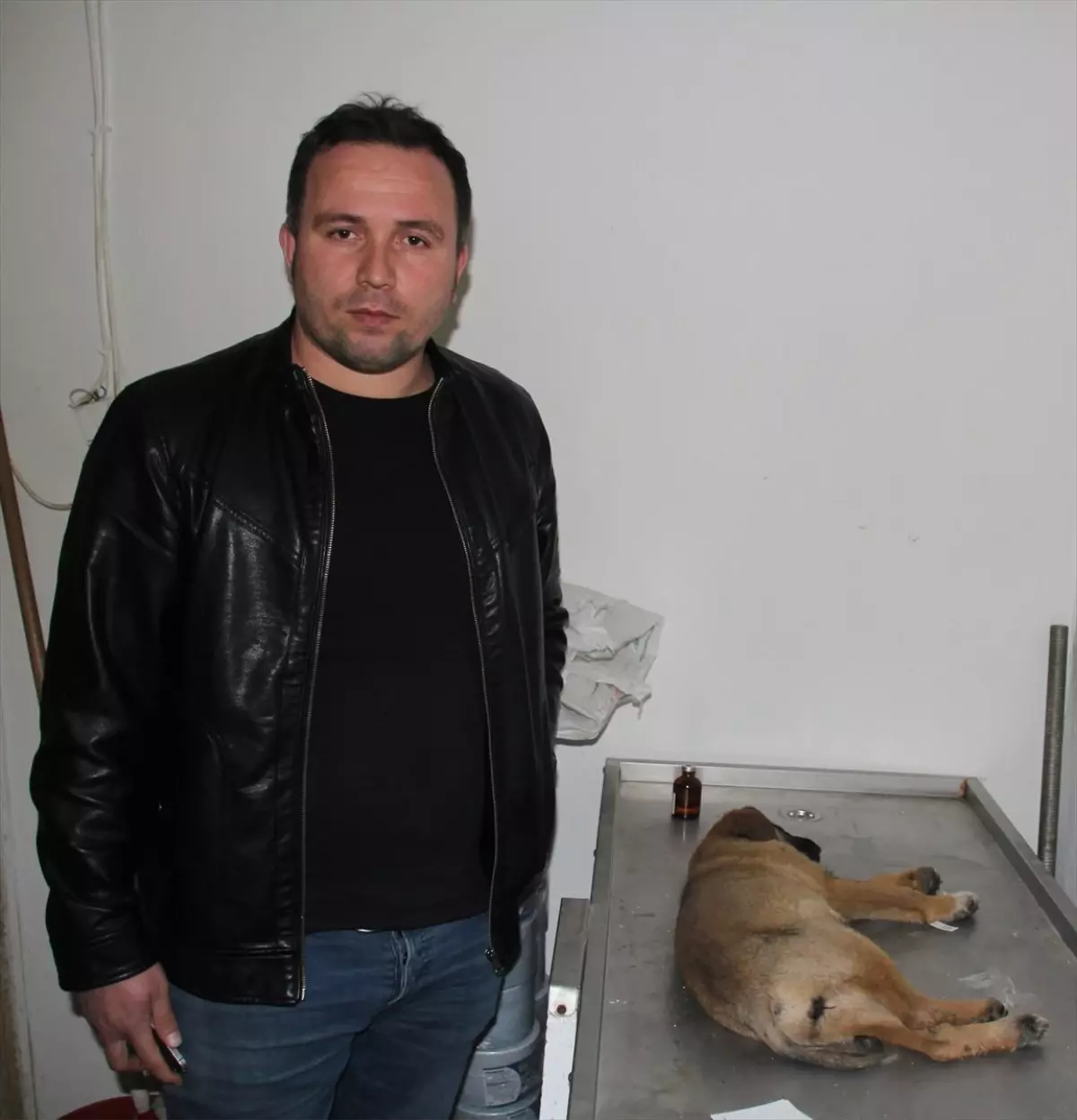 Duyarlı Sürücünün Çabası Yaralı Köpeği Hayatta Tuttu