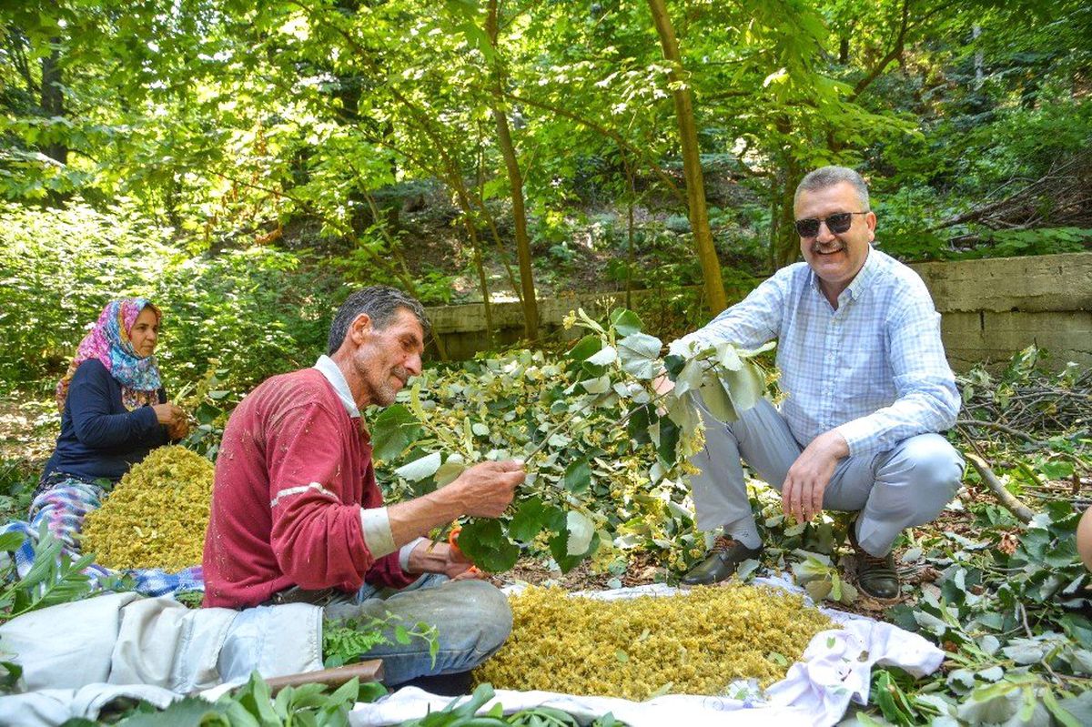 Karacabey\'e Orman İşletme Müdürlüğü Kuruluyor