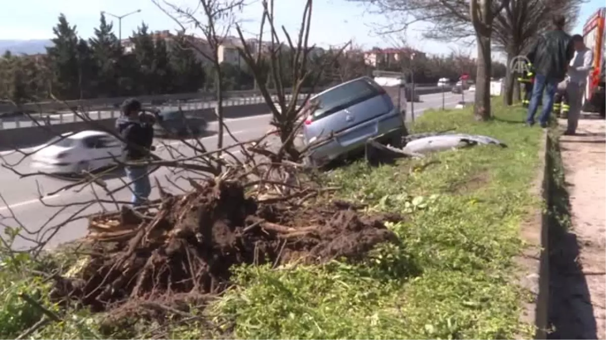 Otomobili Karayoluna Düşmekten Ağaç Kurtardı