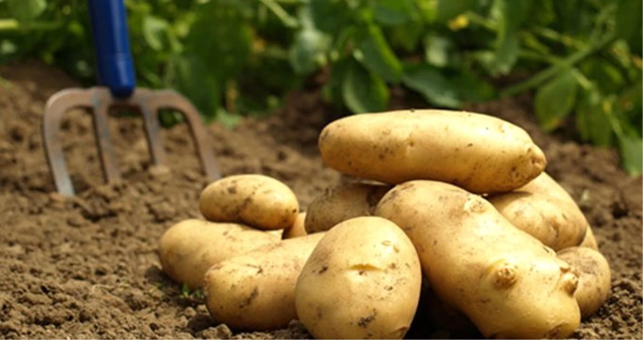 Patateste Gümrük Vergisi Sıfırlandı, İthalat 200 Bin Ton ile Sınırlandırıldı